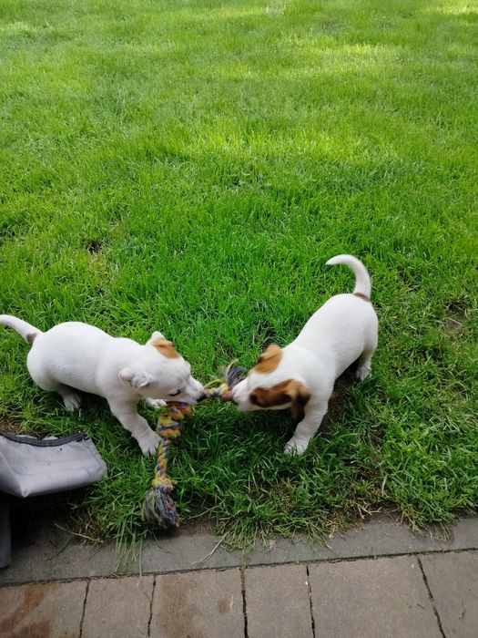 Jack Russell terrier szczeniak
