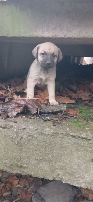 Віддамо цуценя р-н Кущівка