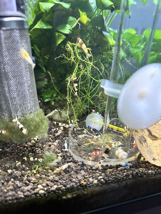 Krewetki caridina po selekcji Black Crystal