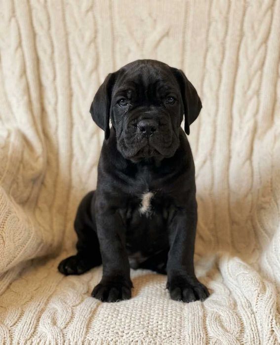 Dostępny czarny samiec Cane corso ZKwP/FCI