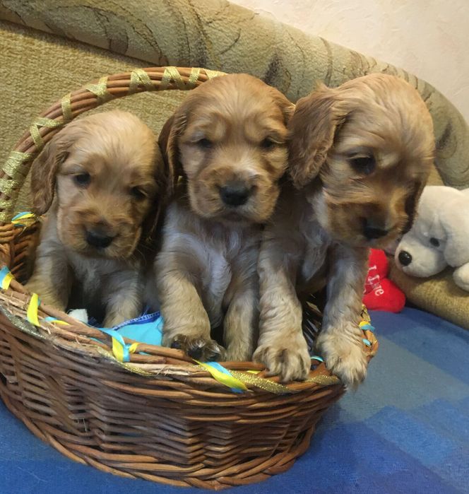 Породні, яскраві цуценята англійського кокер-спаніеля!