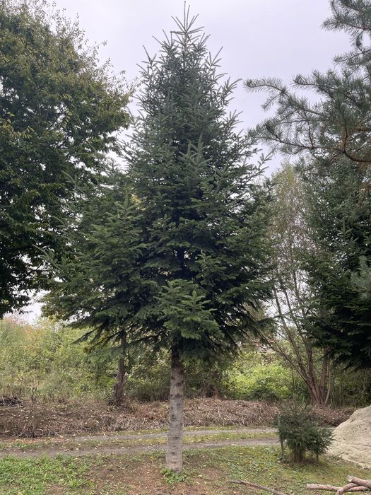 Жива новорічна ялинка велика