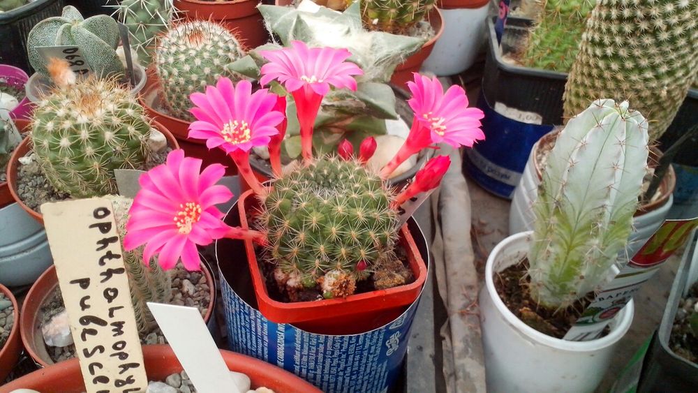 кактус rebutia violaciflora