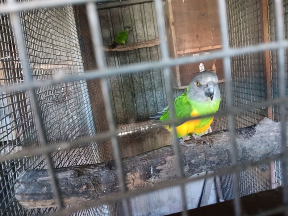Papagaios  do Senegal