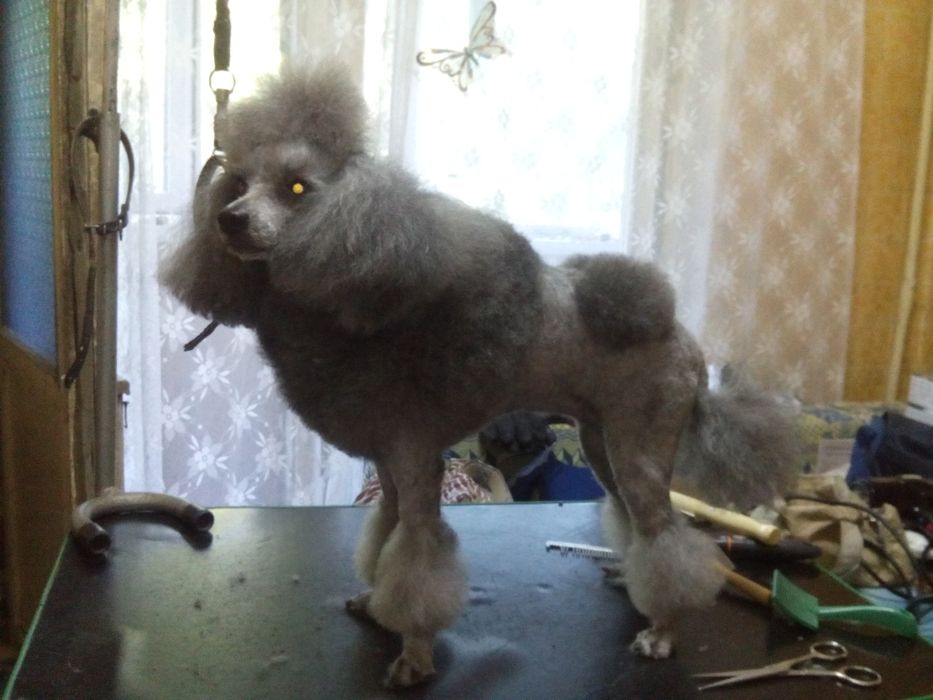 Груминг крупных собак и не только.