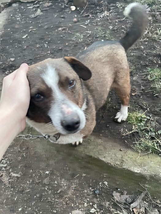 Загубилась собака