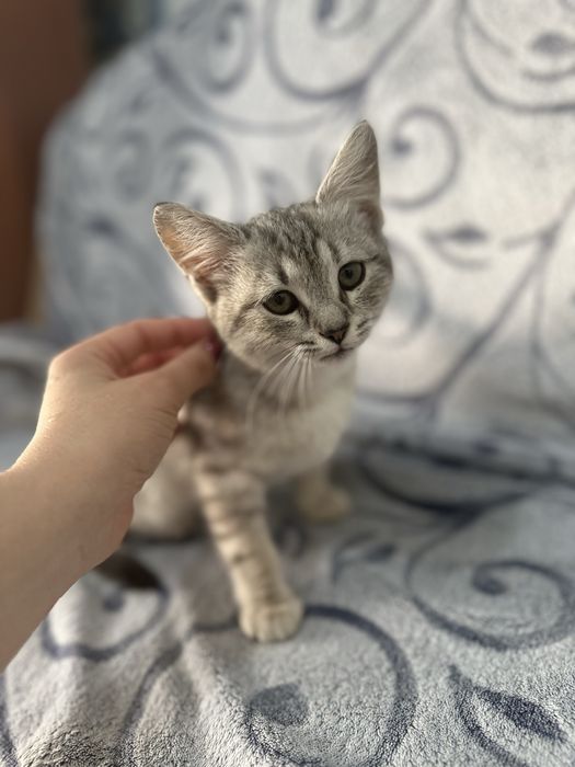 Подарую кошеня.         .