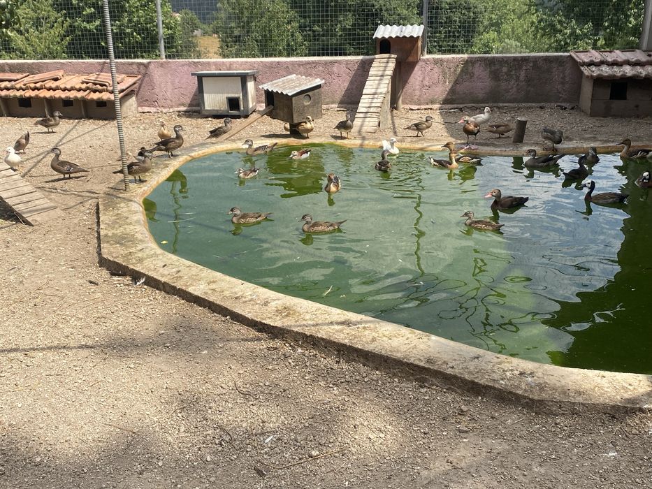 Vendo patos exoticos varias mutacoes