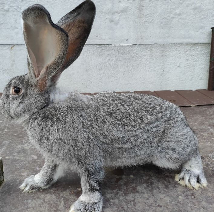 Tuszka królika królik mięso