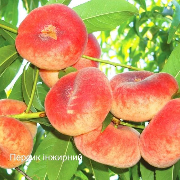 Саджанці плодових дерев ОПТОМ та в роздріб