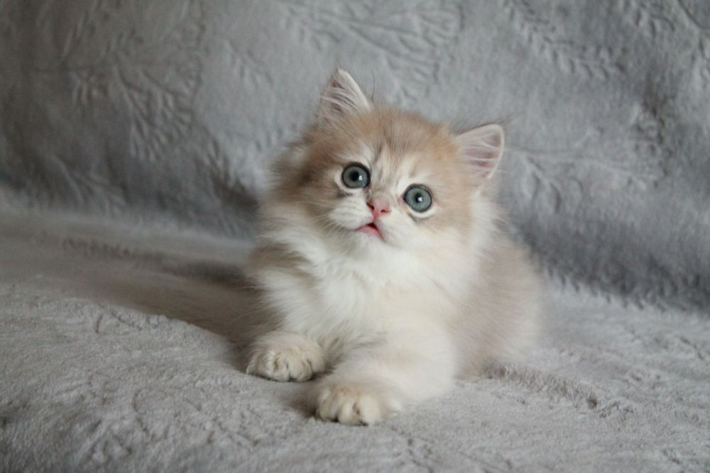 Британський котик Кайзер