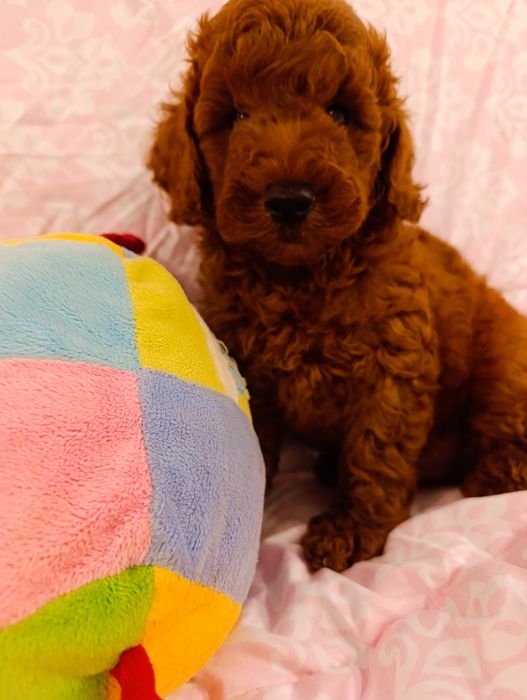 Пудель хлопчик Ред Браун