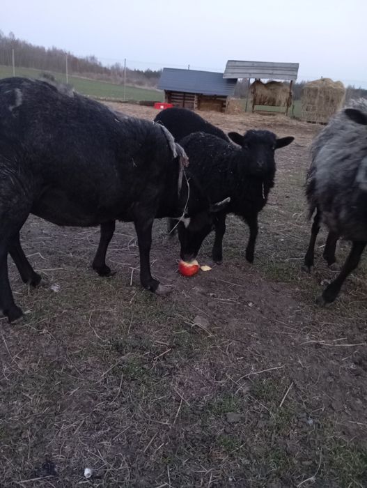 Owieczki wrzosówki roczne