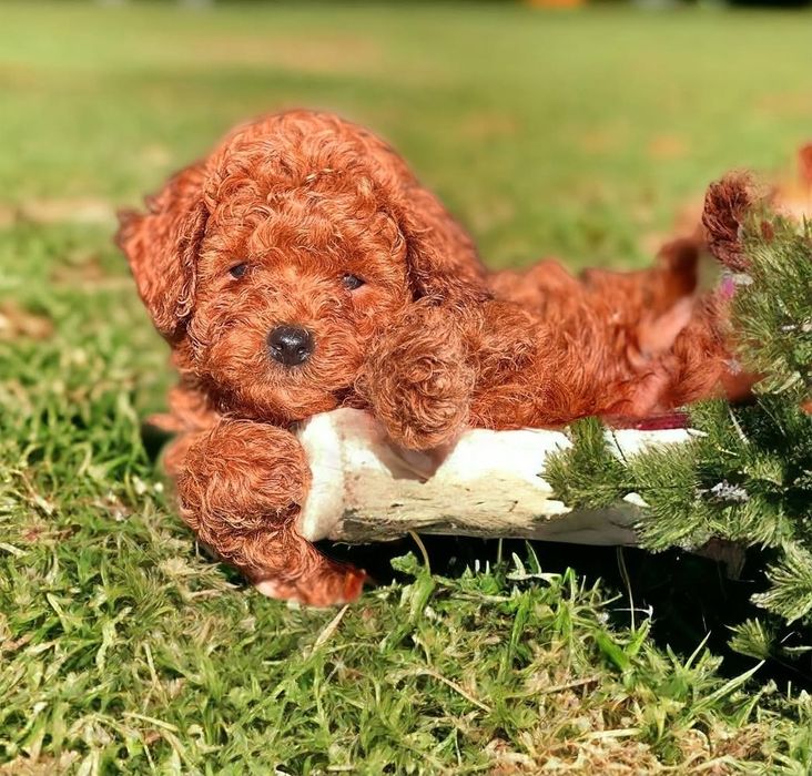 Чудові цуценята той пудель