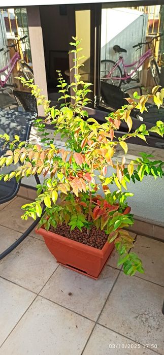 2 Pitangueiras em vaso muito bonitas