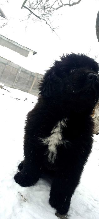 Ньюфаундлен собаки