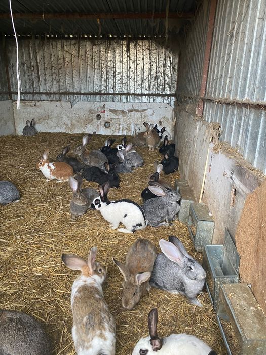 Króliki różne wielkości