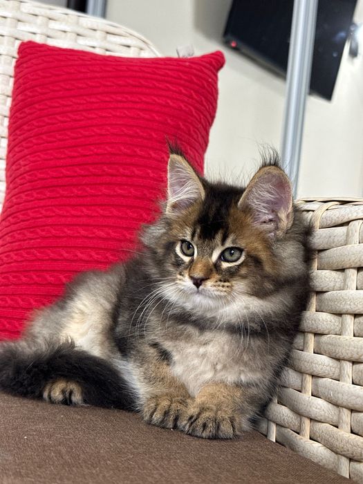 Dracarys- Kocurek Maine Coon