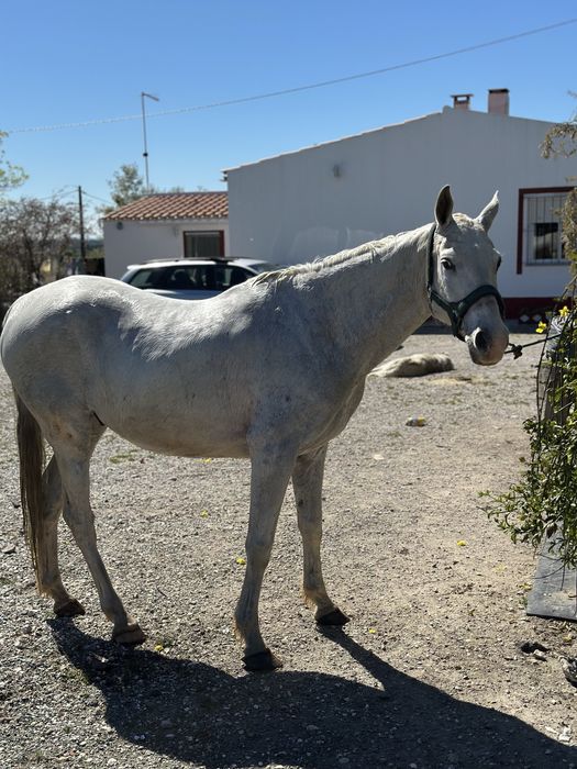 Cavalo Castrado para aulas com 12 anos