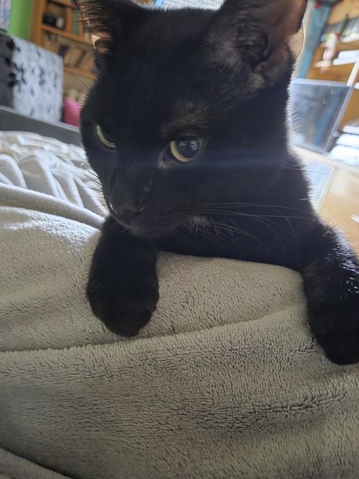 Czarny kotek Nero