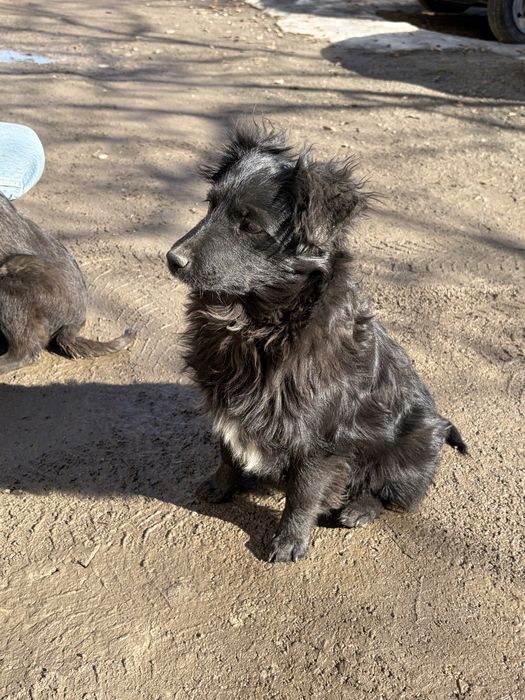 Гарне цуценя дівчинка в добрі руки