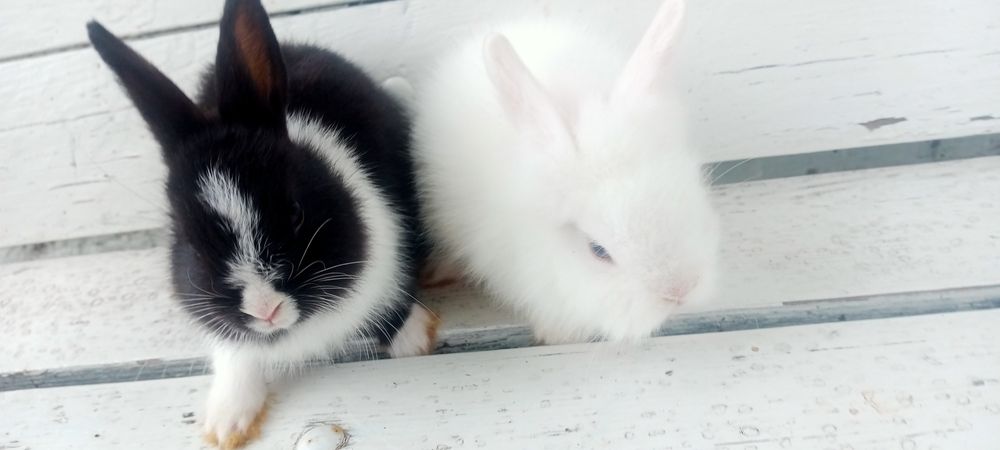 Декоративні карликові кроленята