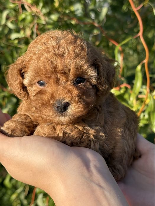 Chłopczyk Maltipoo F1B