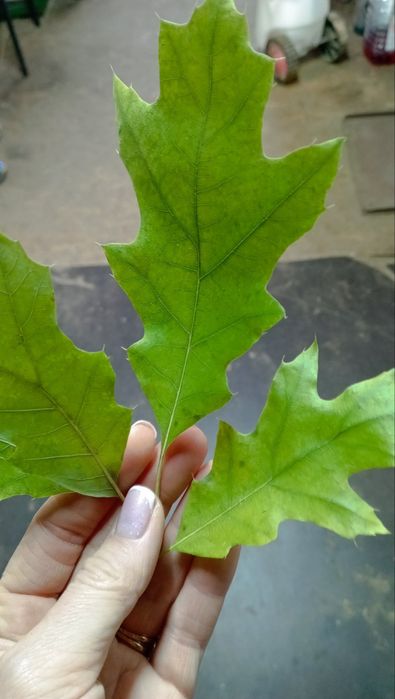 Дрова колотые дуб, ясень