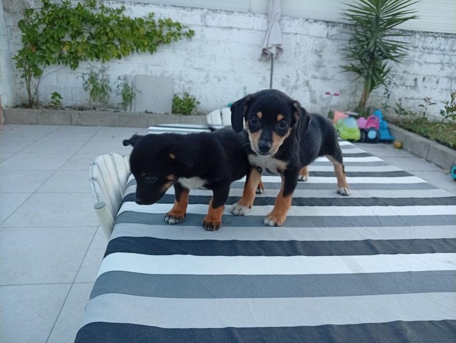 Adoção responsável de cães bebes