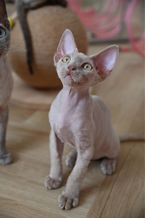 Kocurek Devon Rex