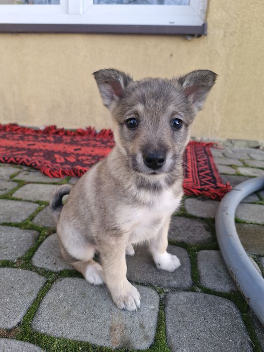 Łajki zachodniosyberyjskie