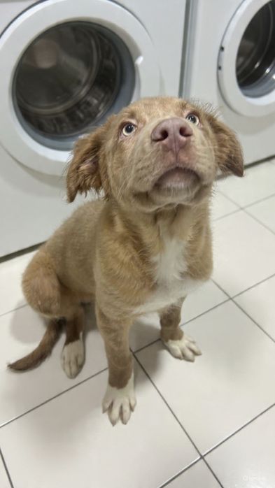 Sky – Cão de guarda/caça e família | Muito dócil com crianças