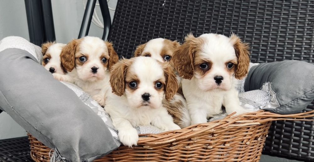 Cavalier King Charles Spaniel z rodowodem