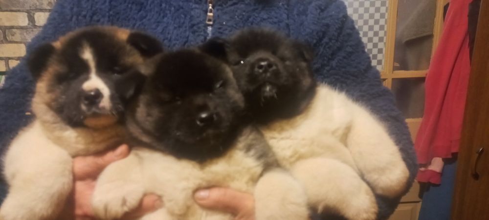 Американська акіта