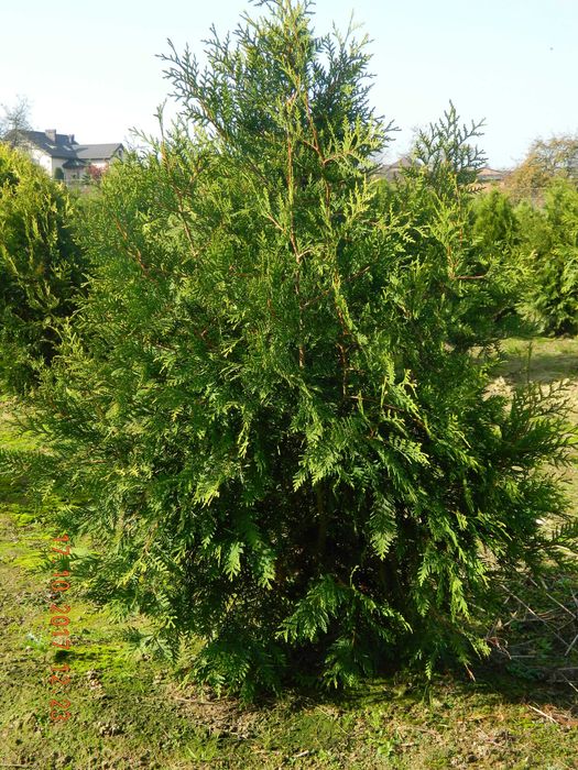 Duże tuje brabant 200 cm szmaragd aureospicata dowóz