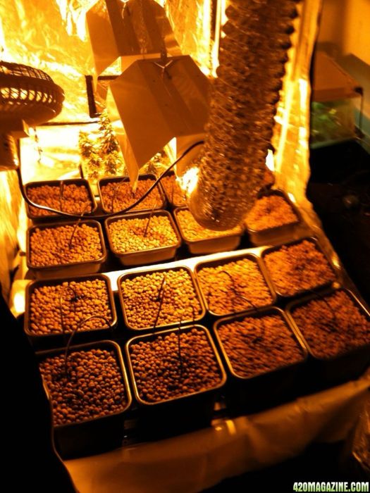 Sistema de rega automático hidroponia WILMA 16 vasos