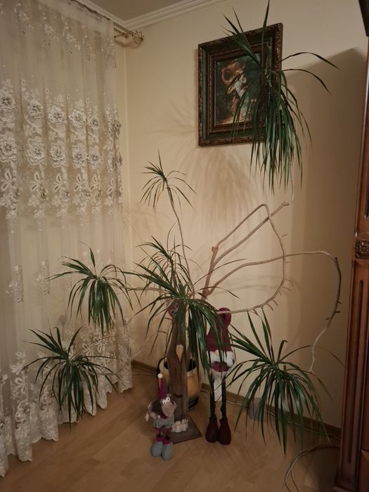 Драцена, пальма, вазон.