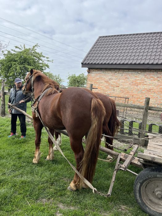 Продам жеребця 2,11роки