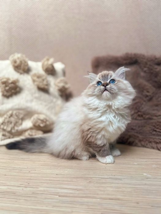 Kocurek Ragdoll Hades n 04 21