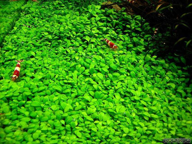 Cuba/MonteCarlo/Micranthemoides/Glossostigma/Lilaeopsis - tapete aqua