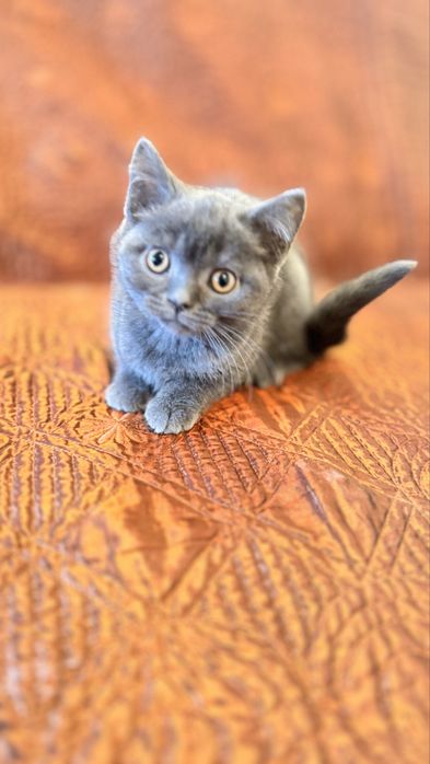 Fêmea scottish stright