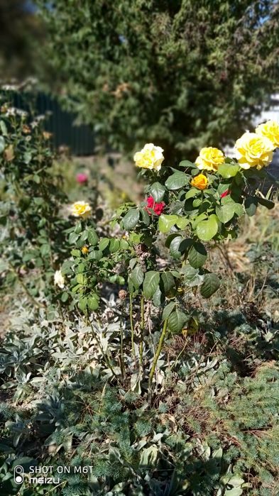 Meizu m6t  3/32гб.Стан ідеальний