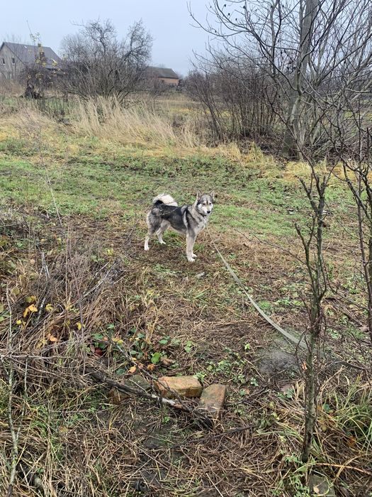 Лайка в добрі руки