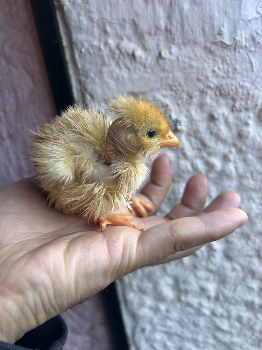 Pintinhos com dus semana 1,80