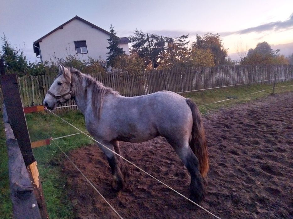 Sprzedam ogiera zimnokrwistego