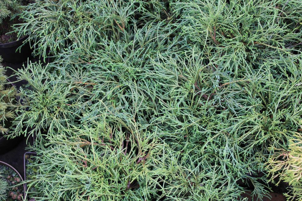 Cyprysik groszkowy 'filifera nana' w doniczkach 3l