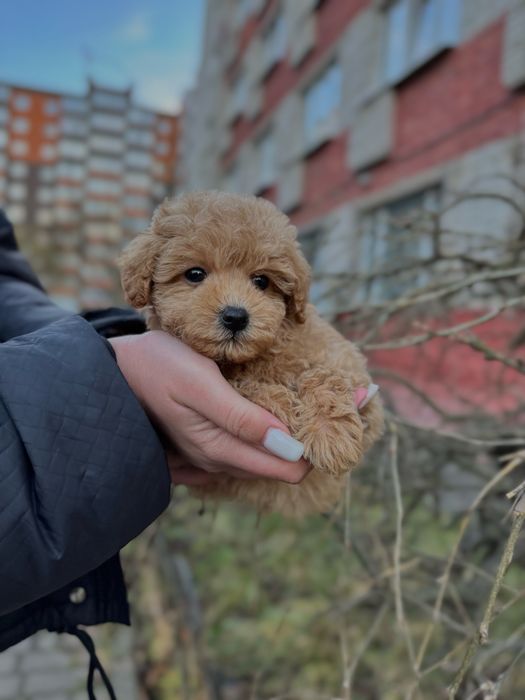 Мальтипу Ф1/Ф2 (мікро, міні, стандарт)