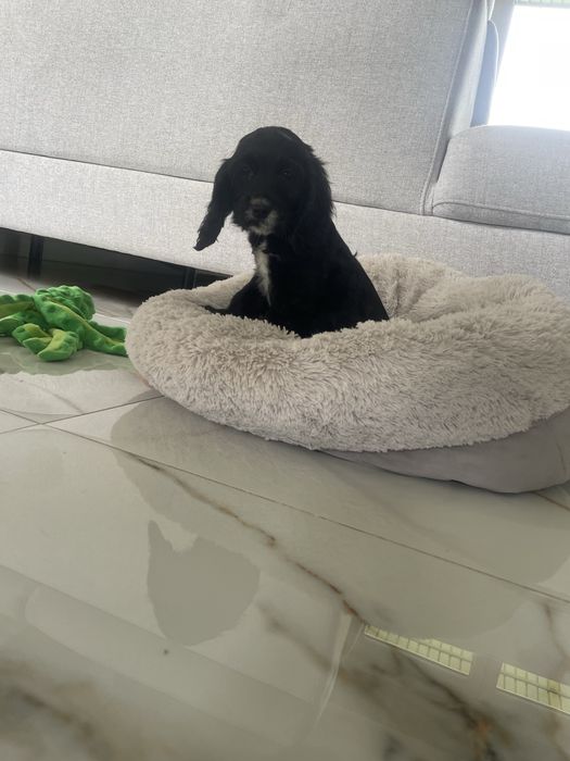 Cocker Spaniel Suczka Black