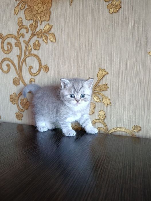 Котята шотландскі