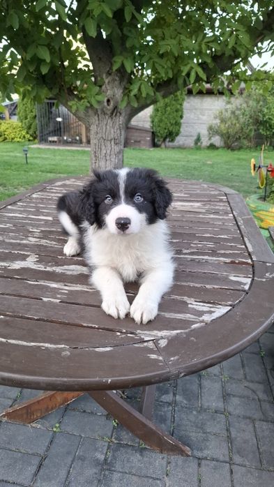 Border Collie ur 5.07.2026